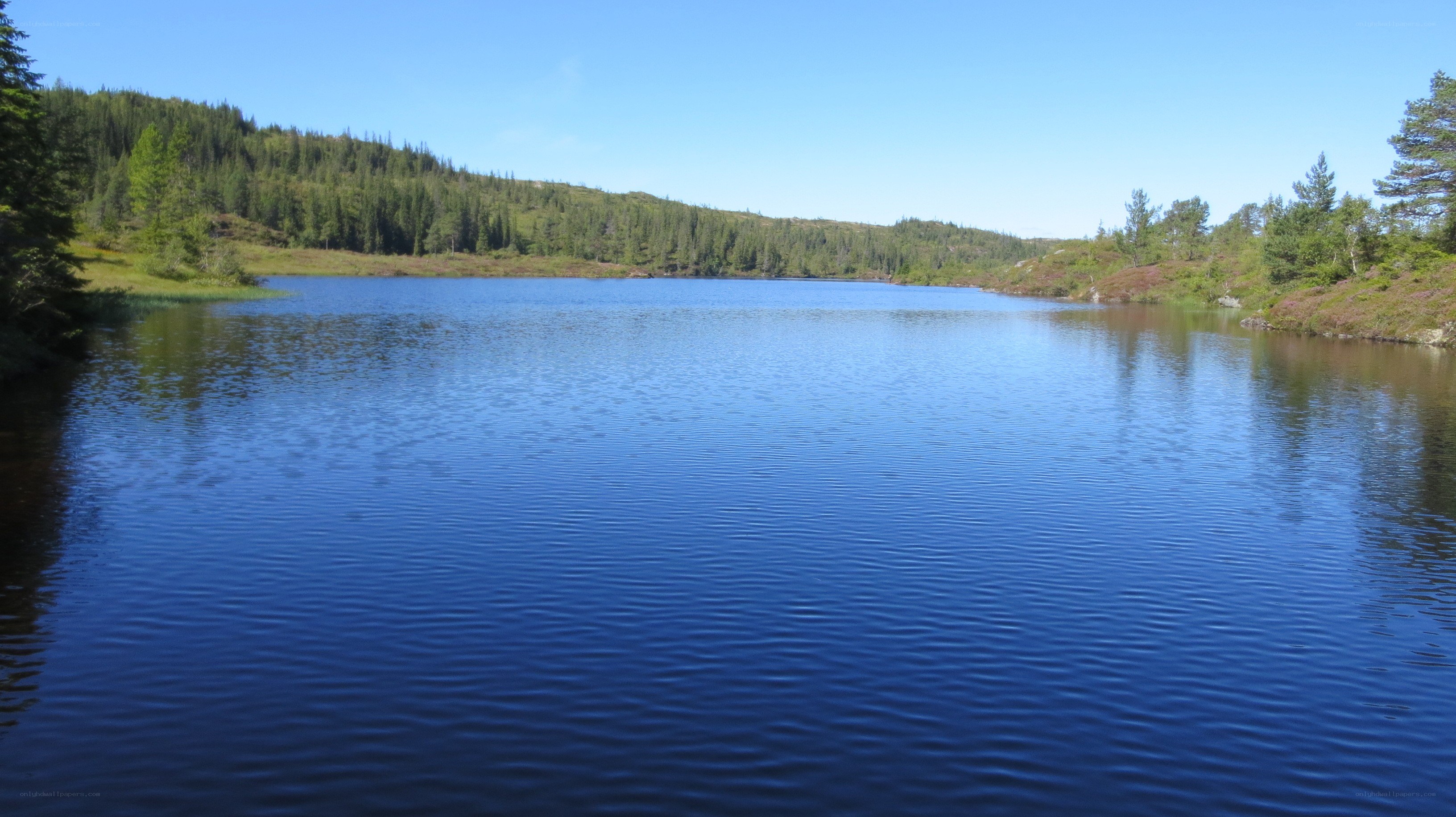 Calm lake in forested landscape
