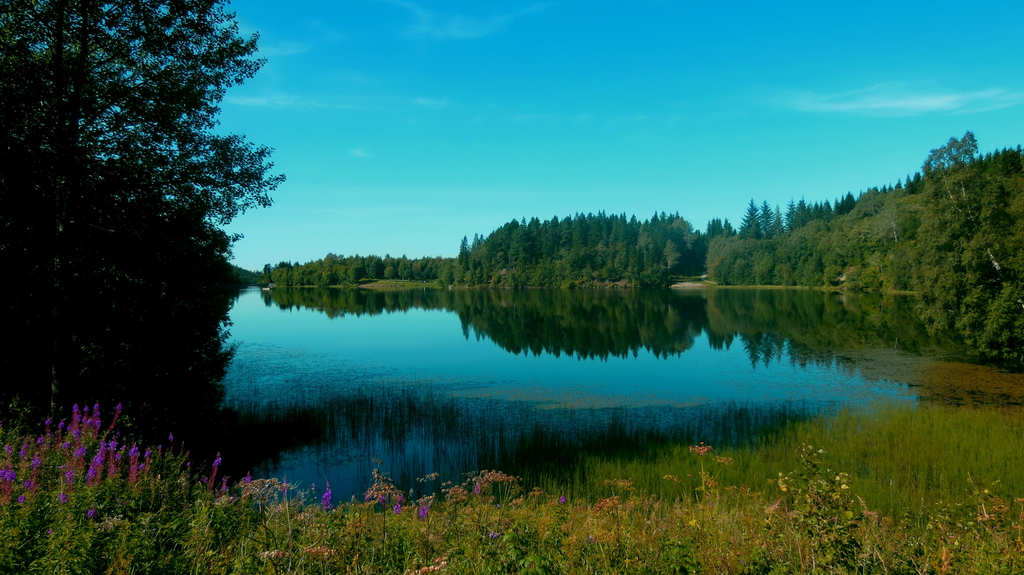Calm lake surrounded by forest