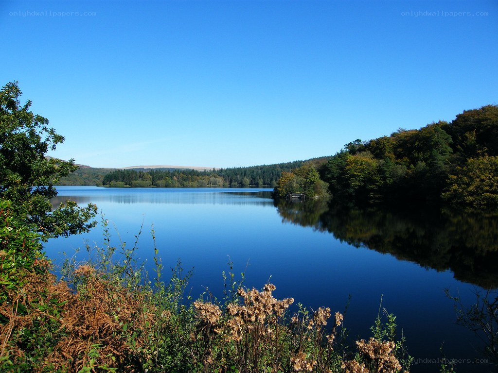 Calm lake surrounded by trees