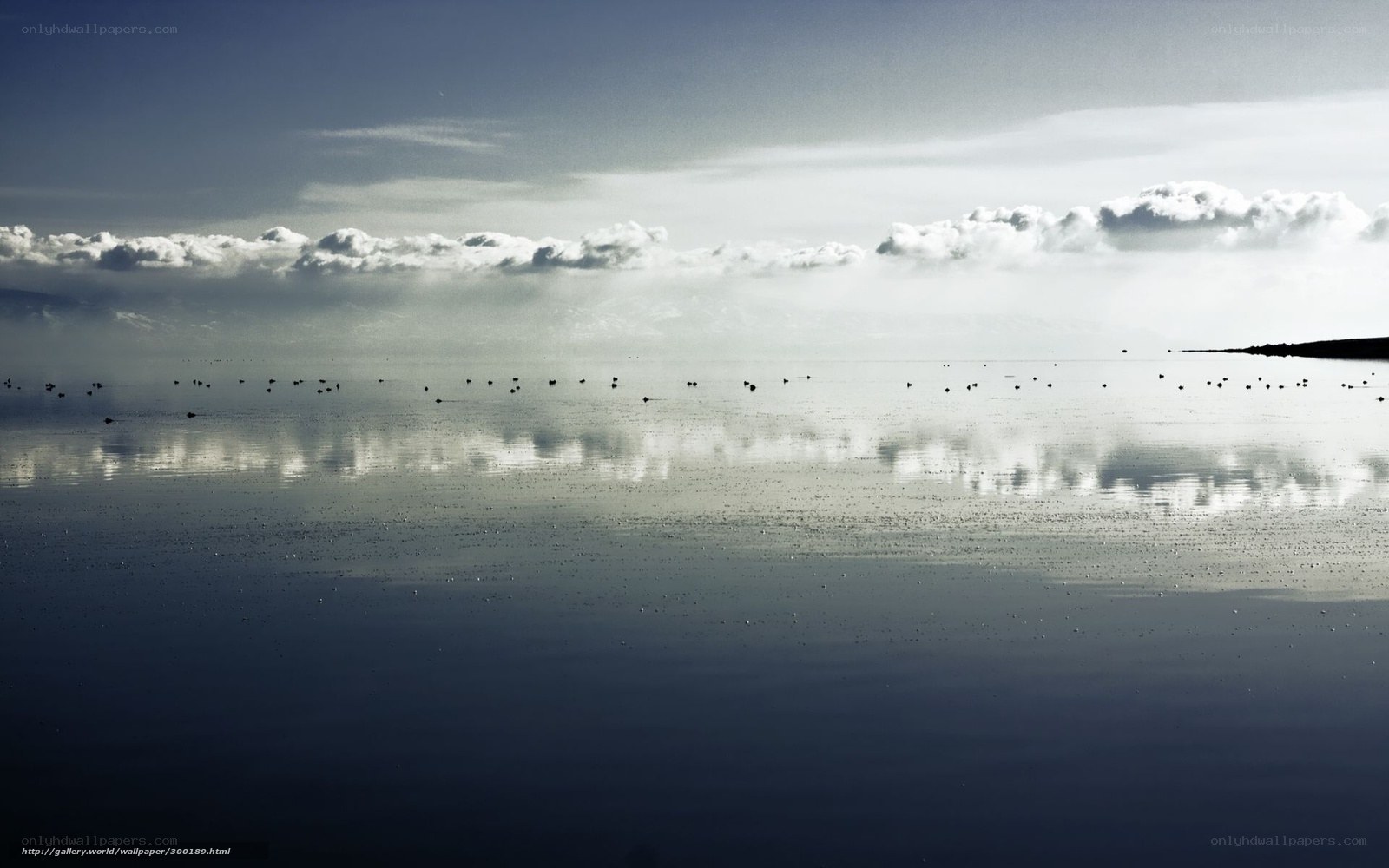 Calm lake with birds