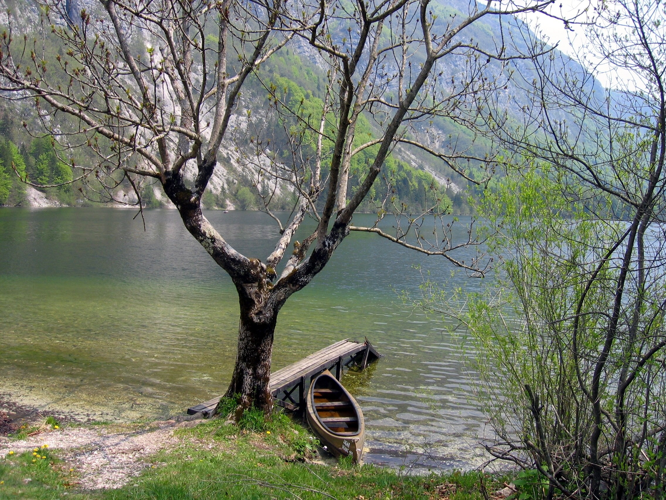 Calm lake with canoe and tree