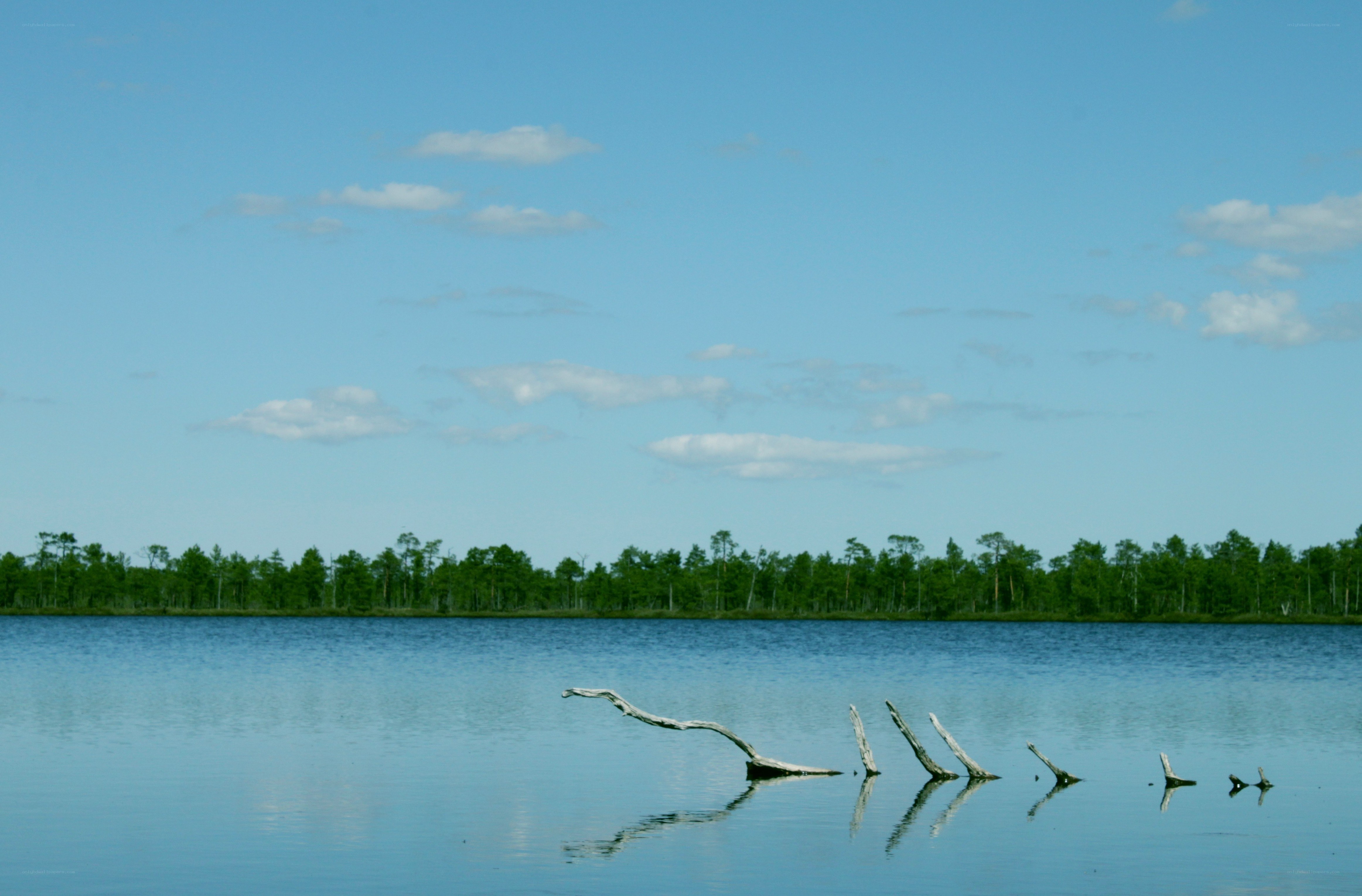 Calm lake with driftwood