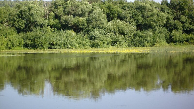 calm lake with forest reflection