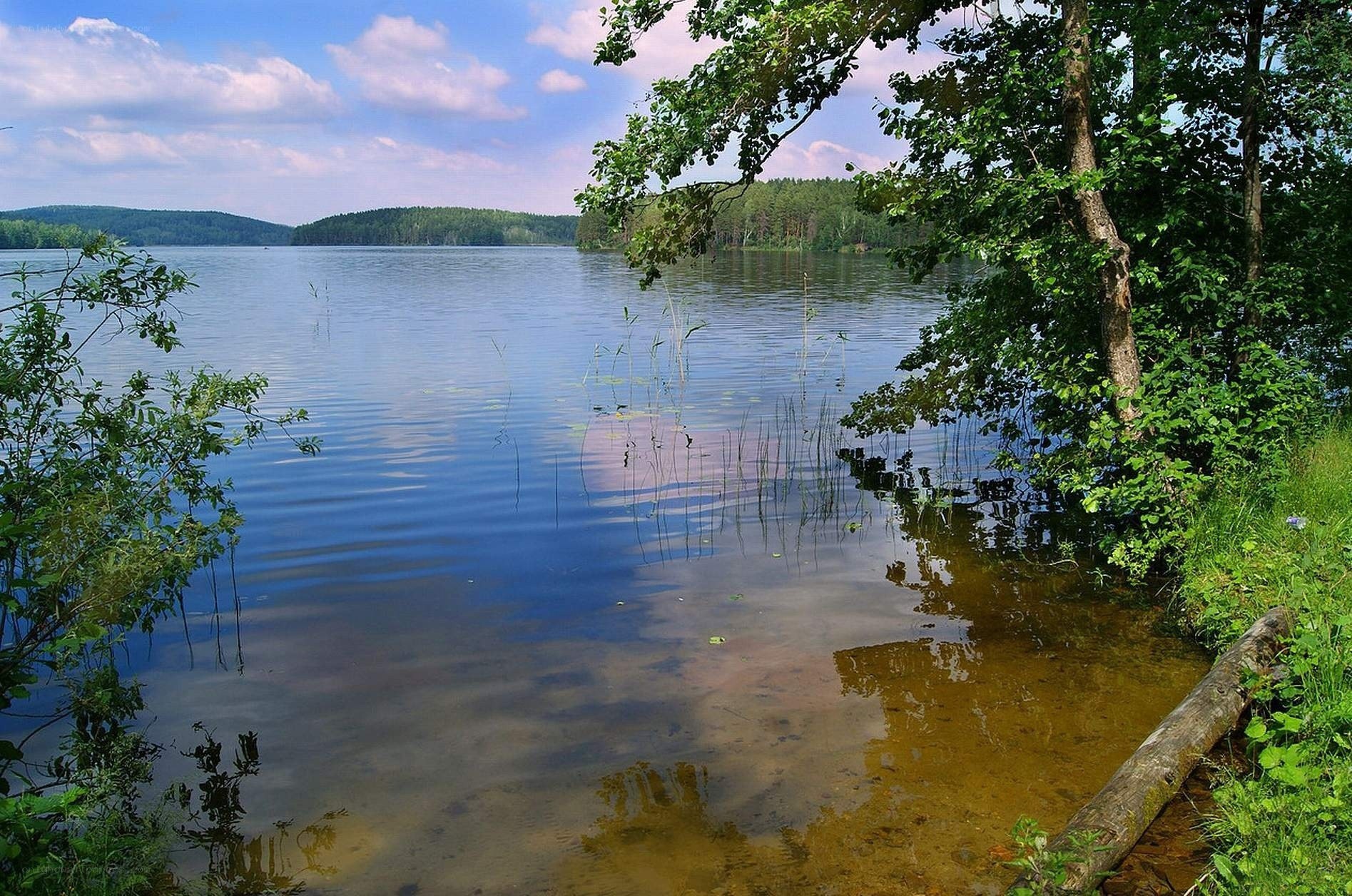 Calm lake with forested shore