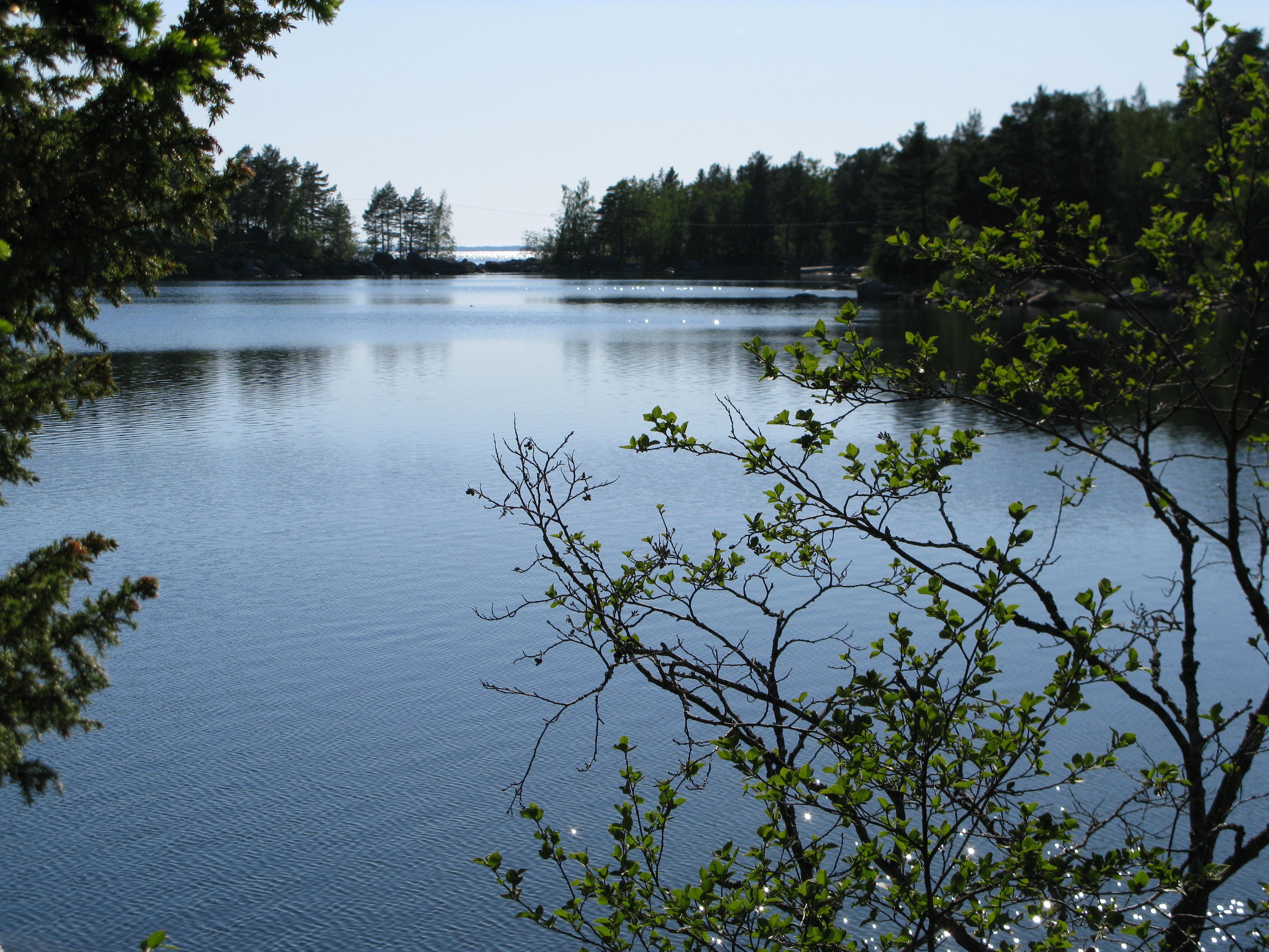 Calm lake with forested shore