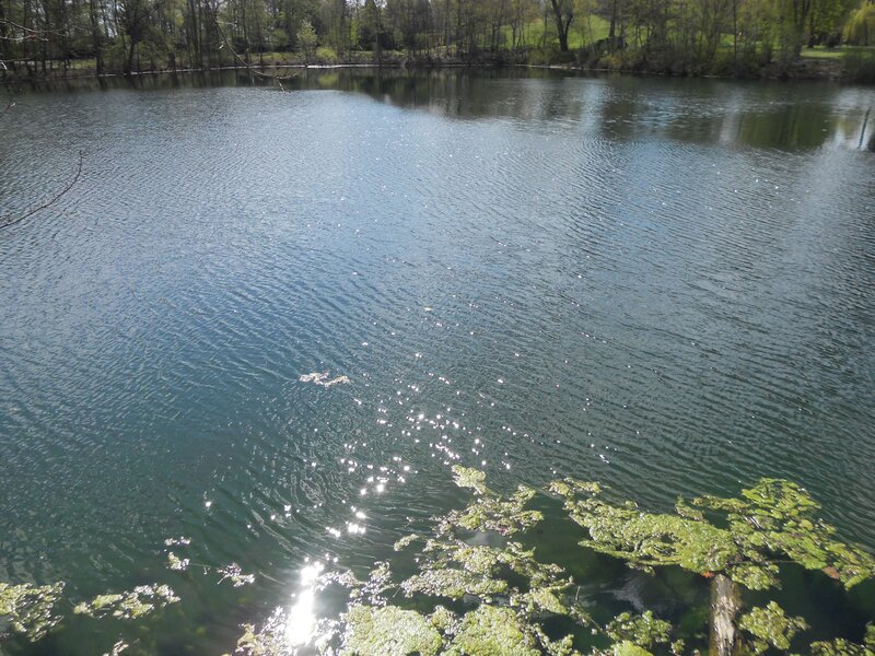 calm lake with green algae