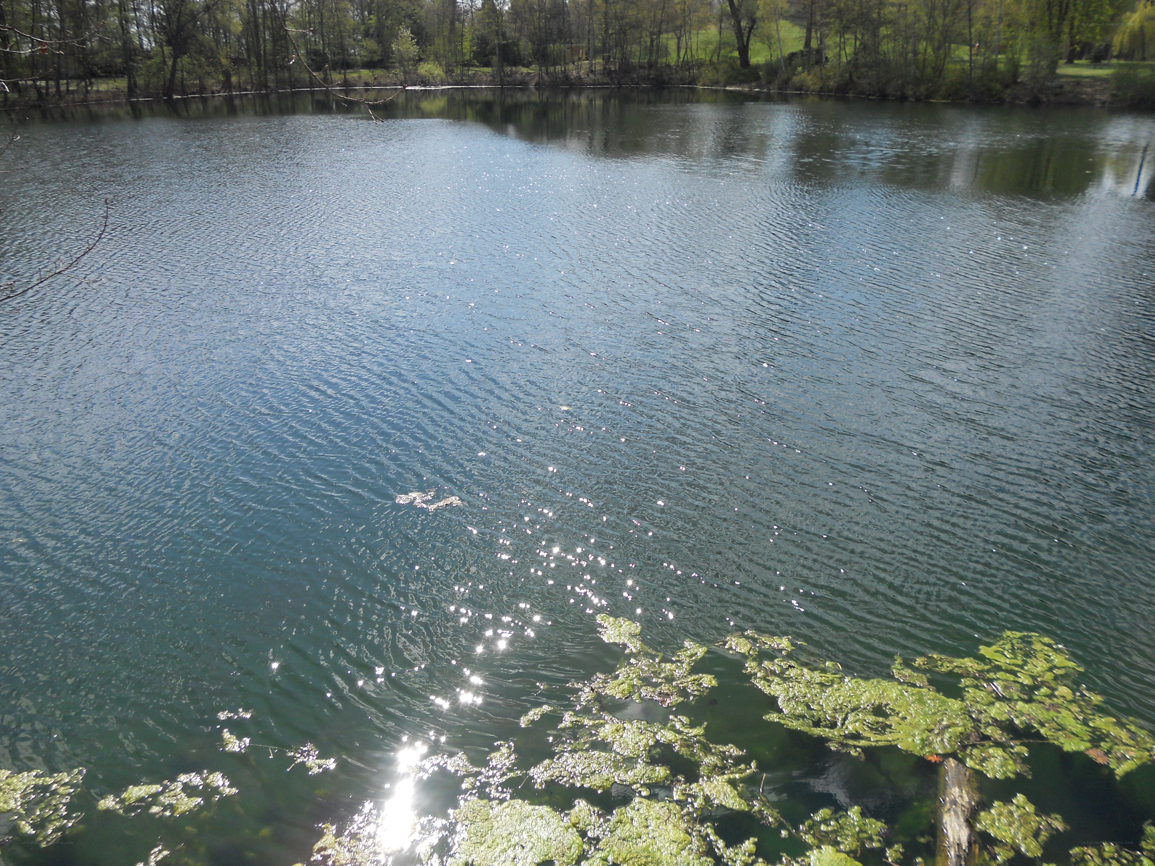 calm lake with green algae