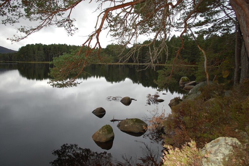Calm lake with pine trees