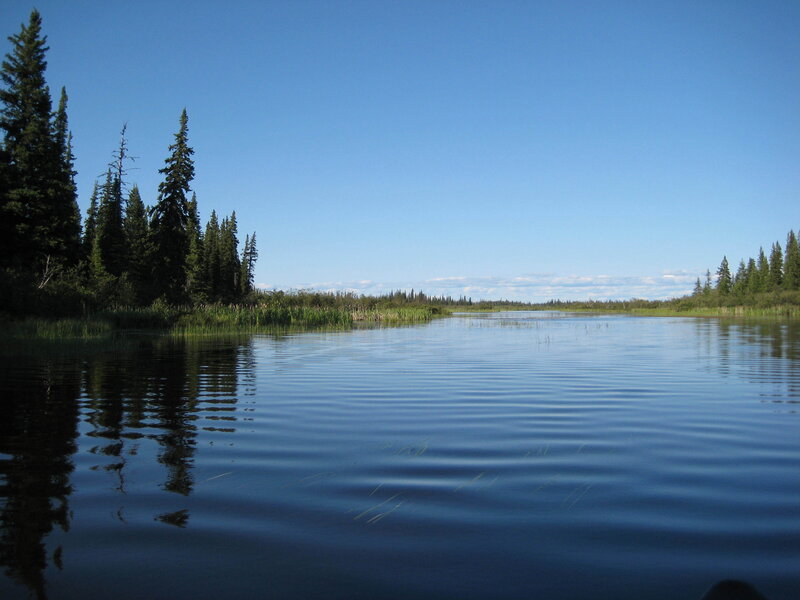 calm lake with pine trees
