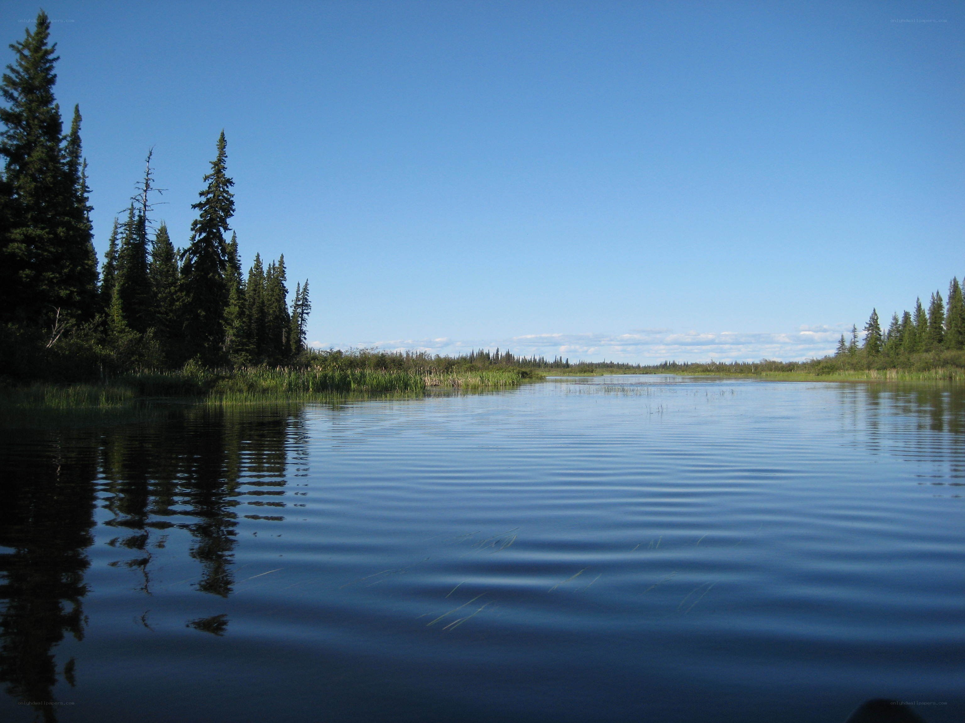 calm lake with pine trees