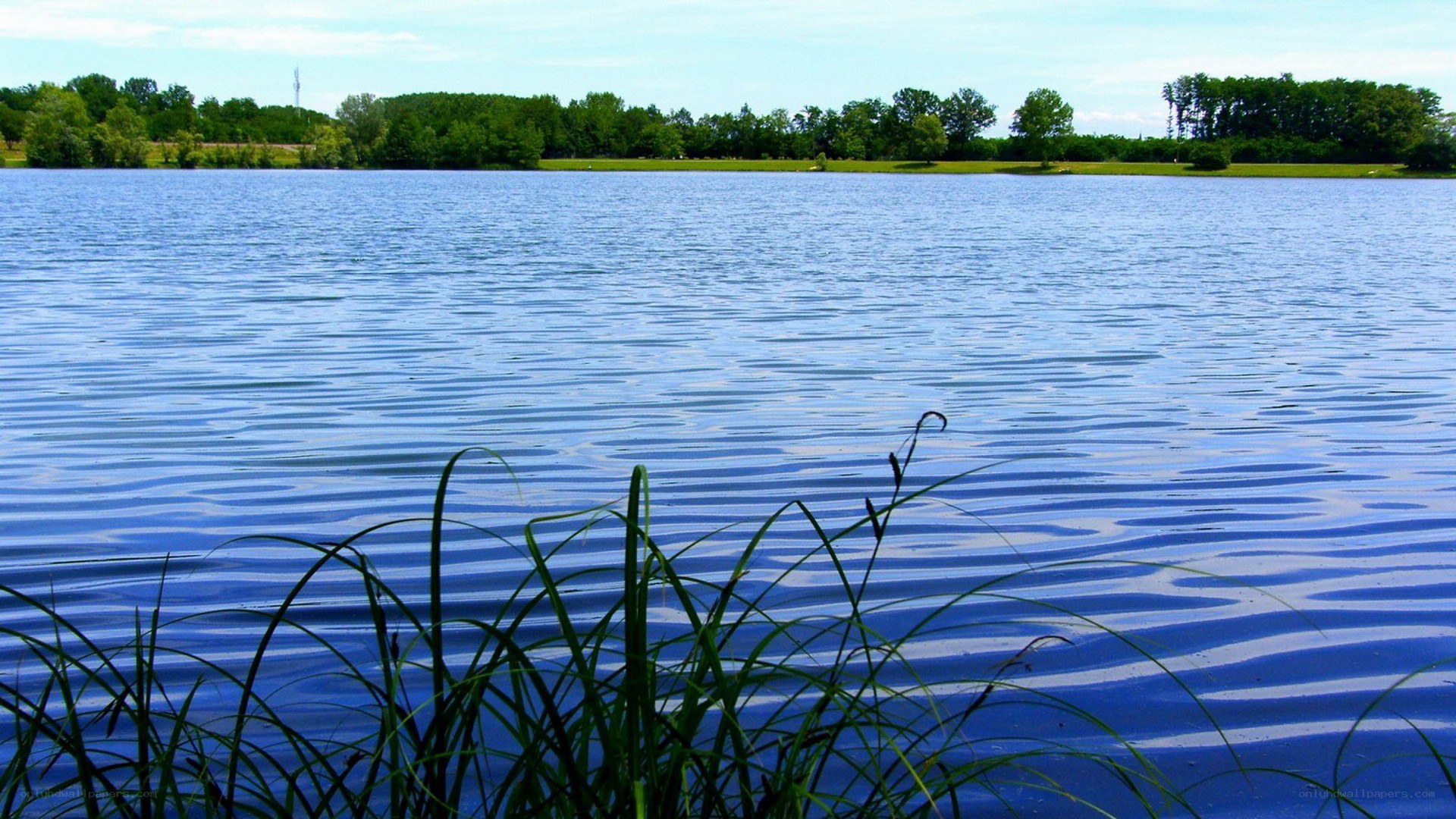 Calm lake with reeds