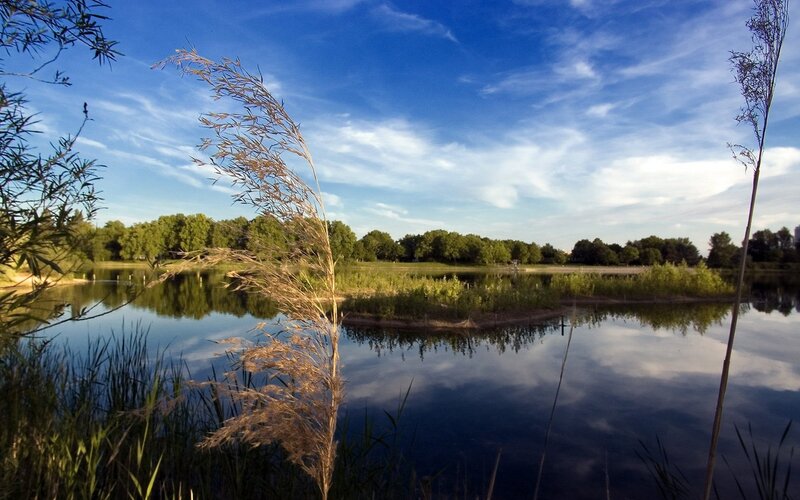 Calm lake with reeds and blue sky