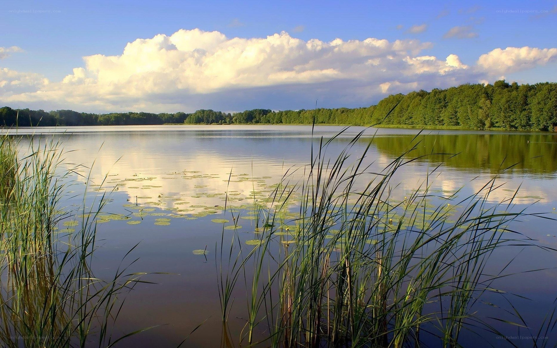 Calm lake with reeds and clouds