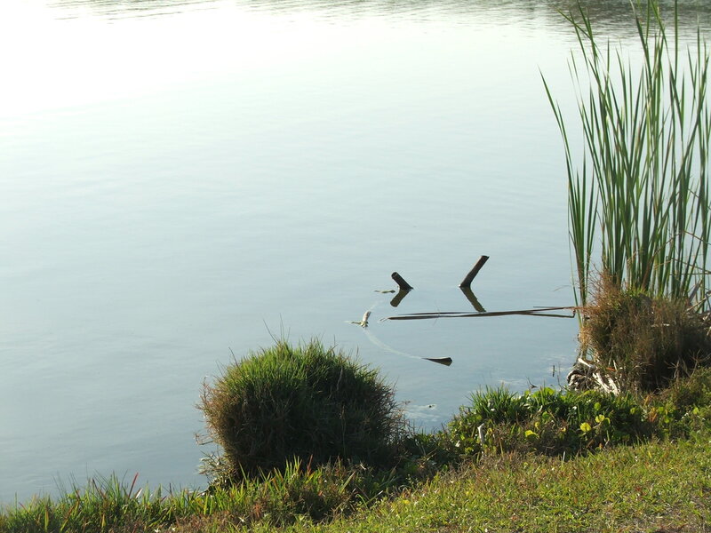 Calm lake with reeds and logs