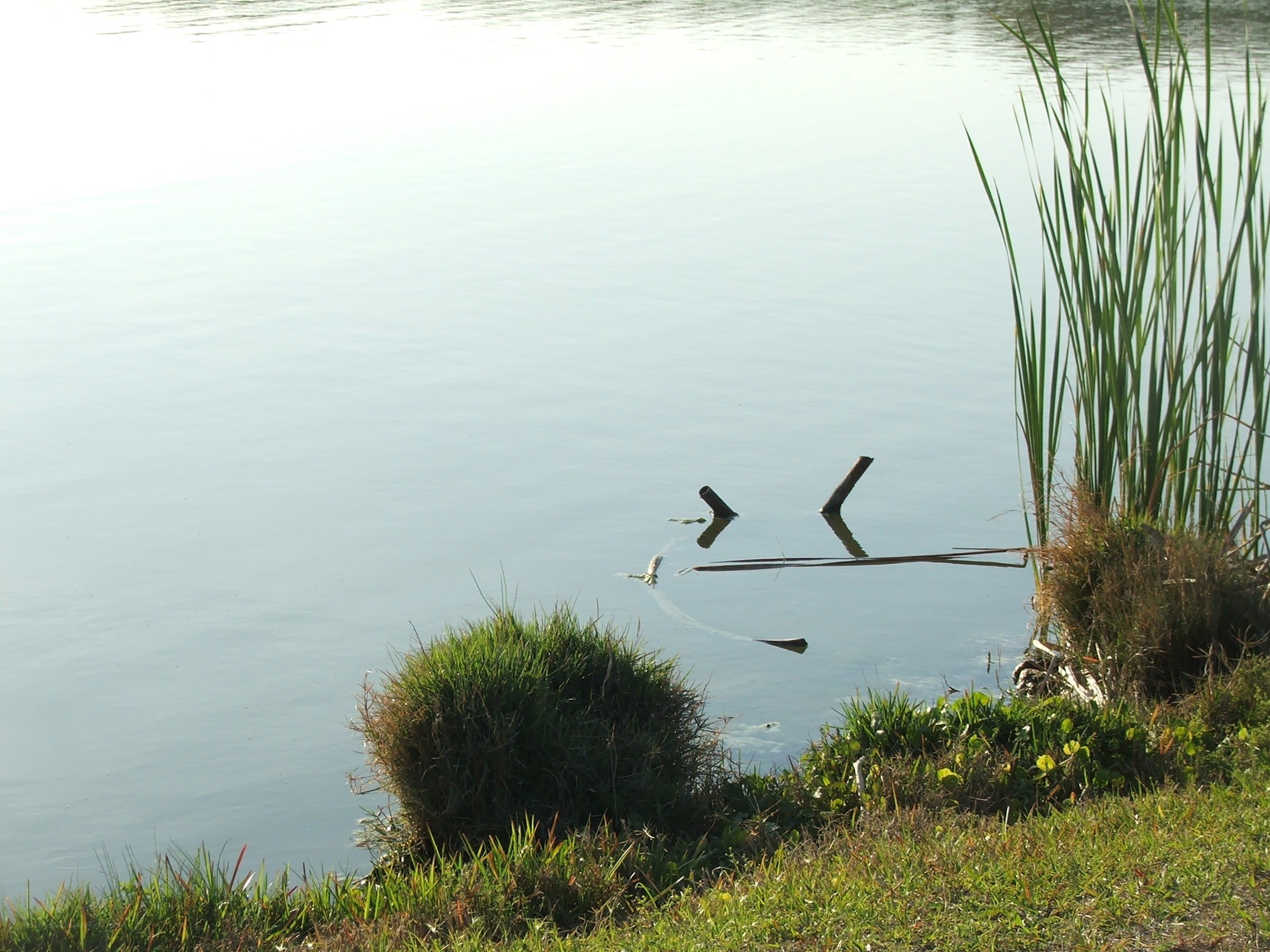 Calm lake with reeds and logs
