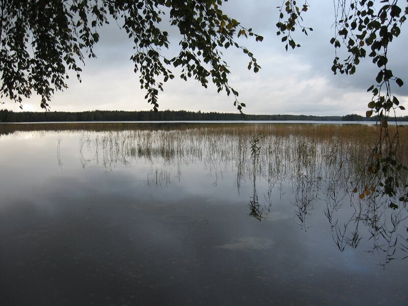 Calm lake with reeds and trees