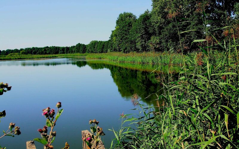Calm Lake with Reeds — Green