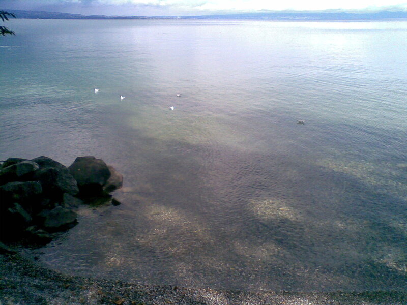 calm lake with seagulls