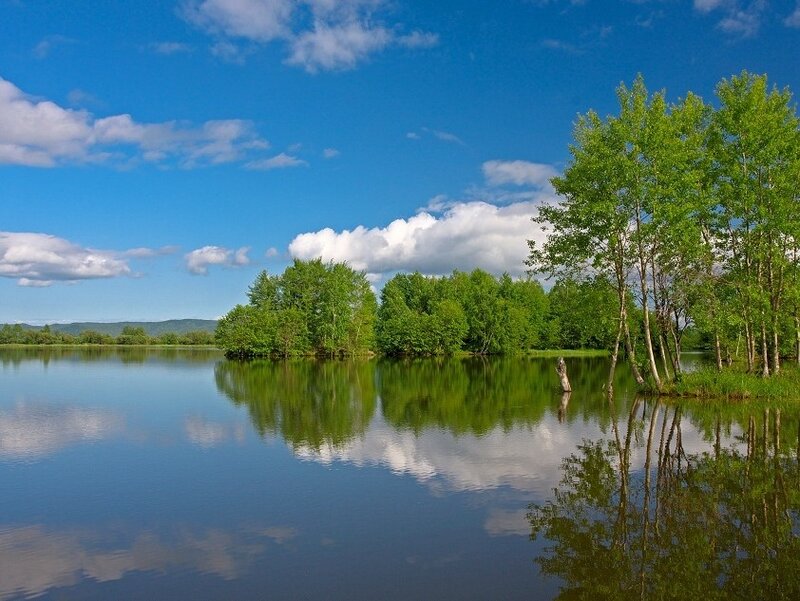 Calm lake with tree reflections