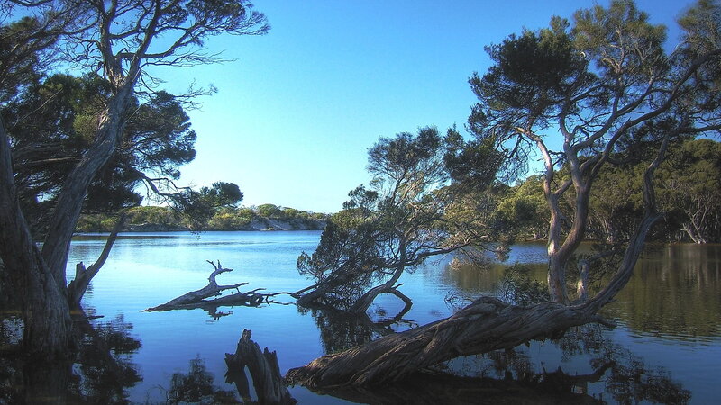 calm lake with trees