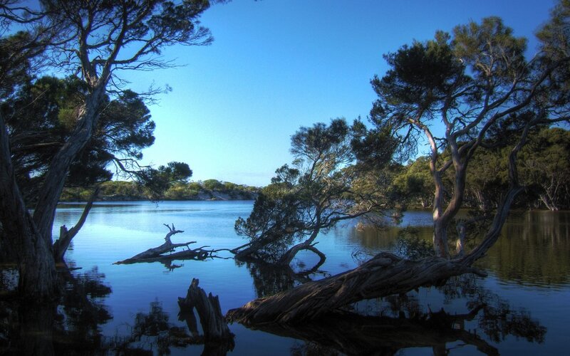 Calm lake with trees and driftwood