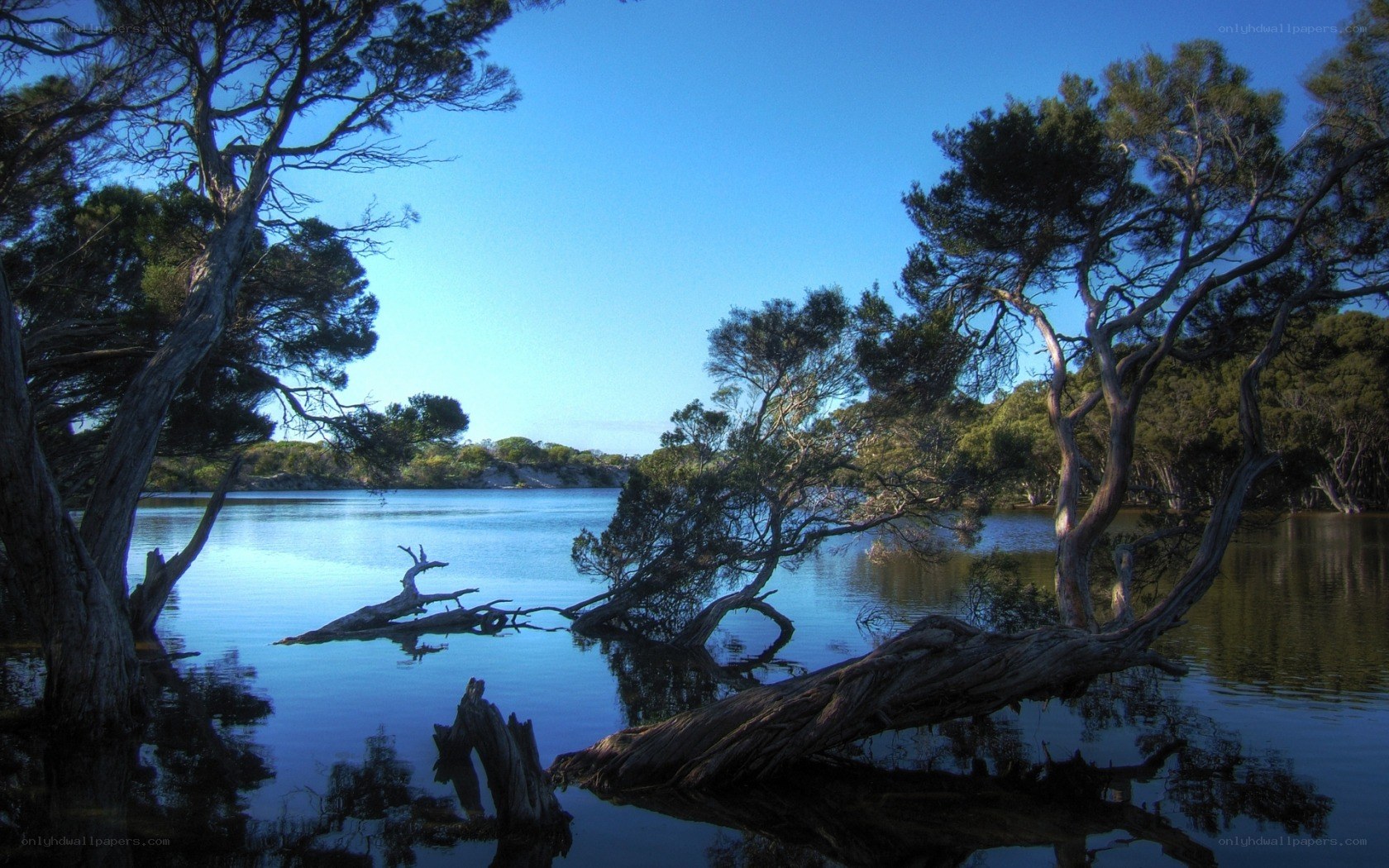 Calm lake with trees and driftwood