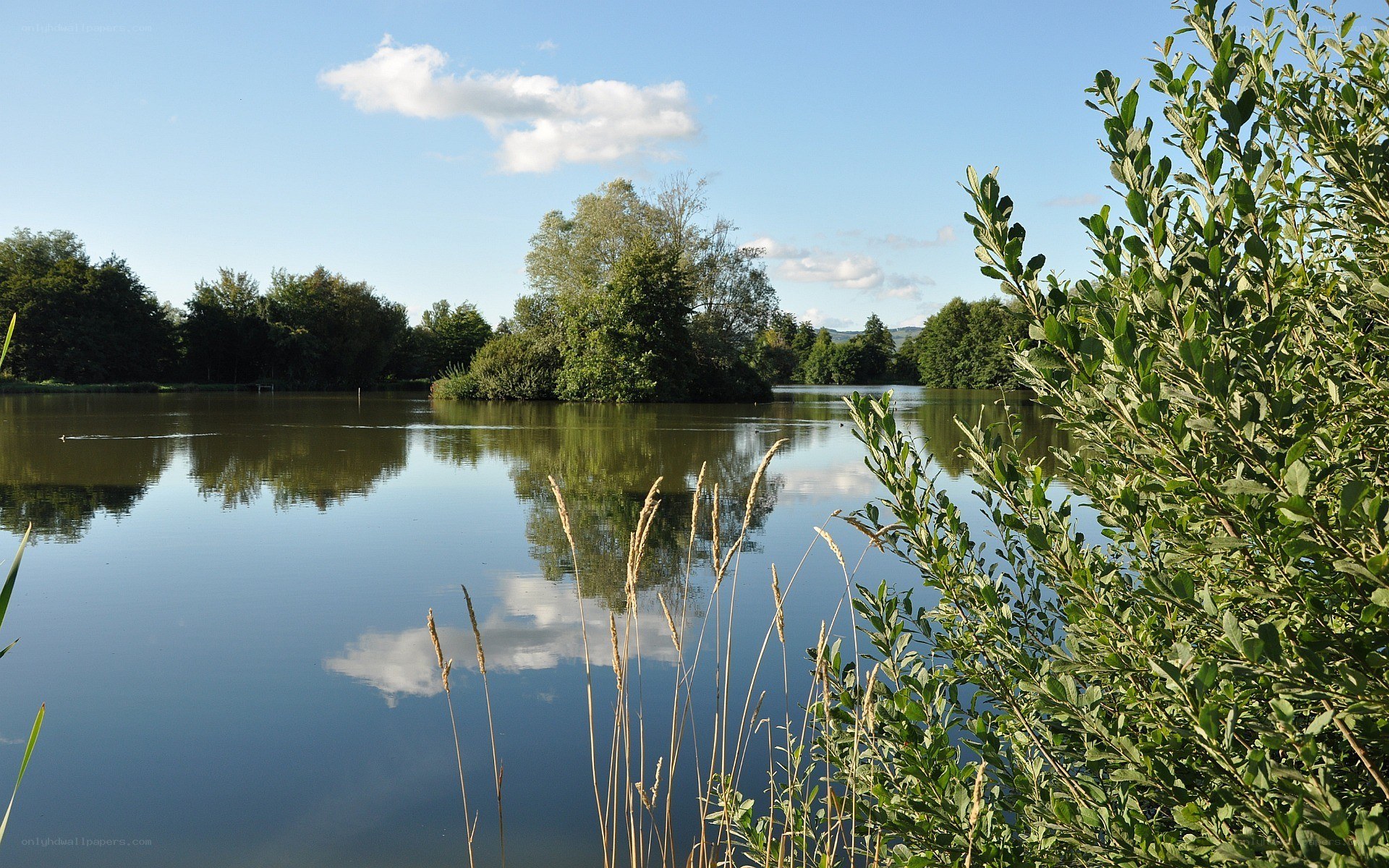 Calm lake with trees and sky