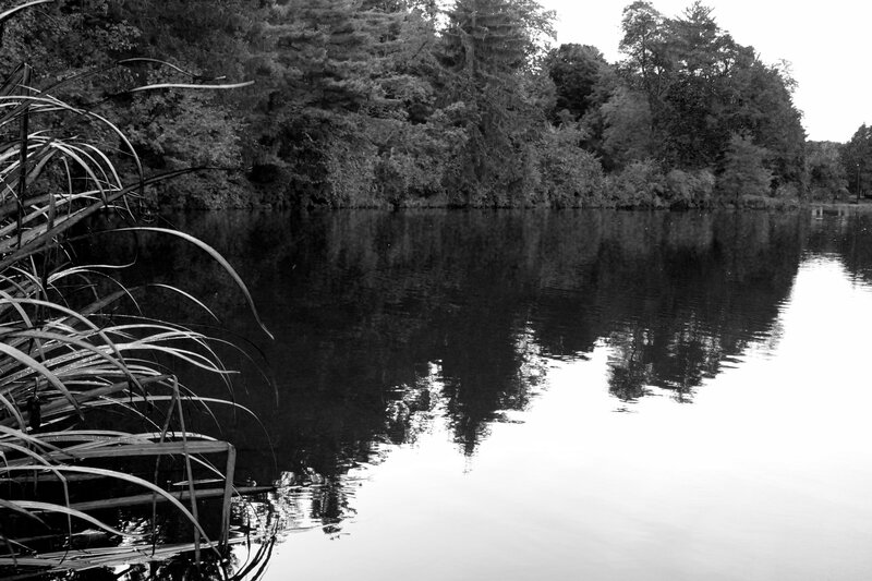 Calm Lake with Trees — Black, Serene