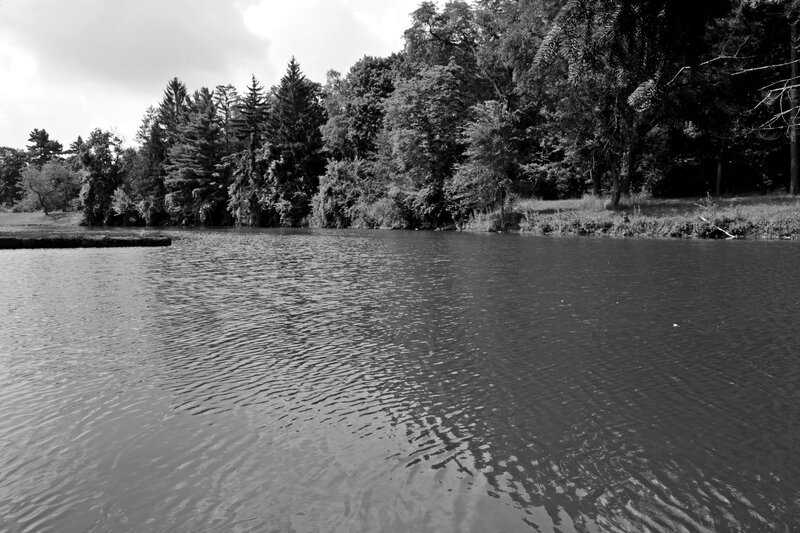 Calm Lake with Trees — Black