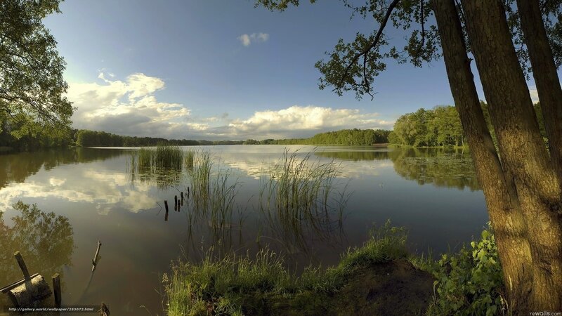 Calm Lake with Trees — Blue, Serene, Afternoon, Photograph, Reeds