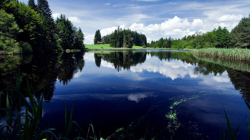 Calm Lake with Trees — Blue, Serene, Afternoon, Photograph, Sky, Clouds, Reeds