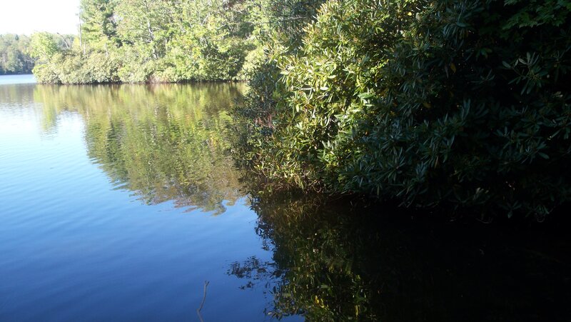 Calm Lake with Trees — Blue, Serene, Afternoon