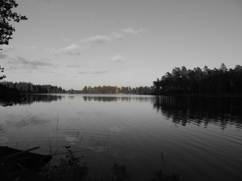 Calm Lake with Trees — Gray