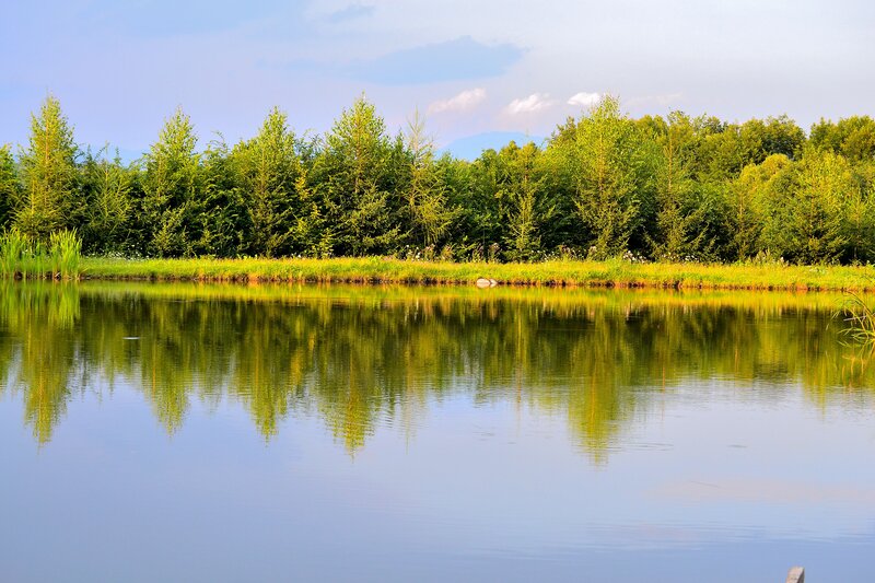 Calm Lake with Trees — Green, Serene, Afternoon, Photograph