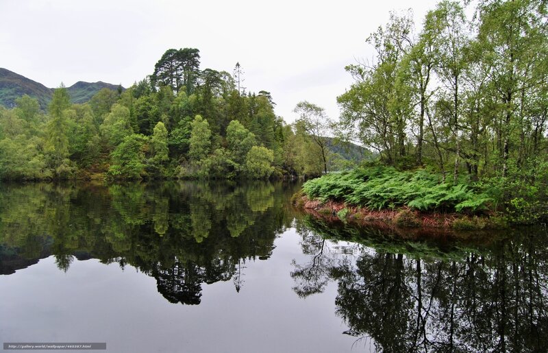 Calm Lake with Trees — Green, Serene, Morning, Photograph