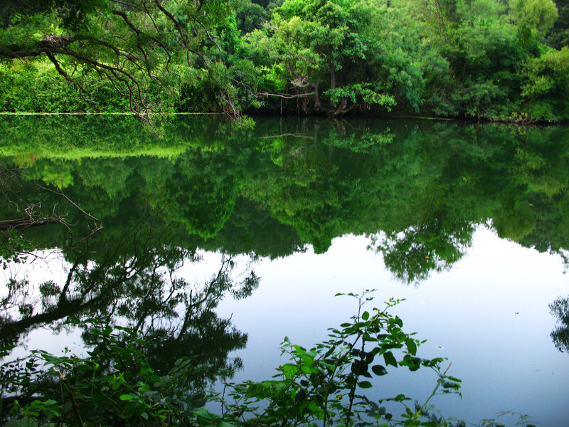 Calm Lake with Trees — Green