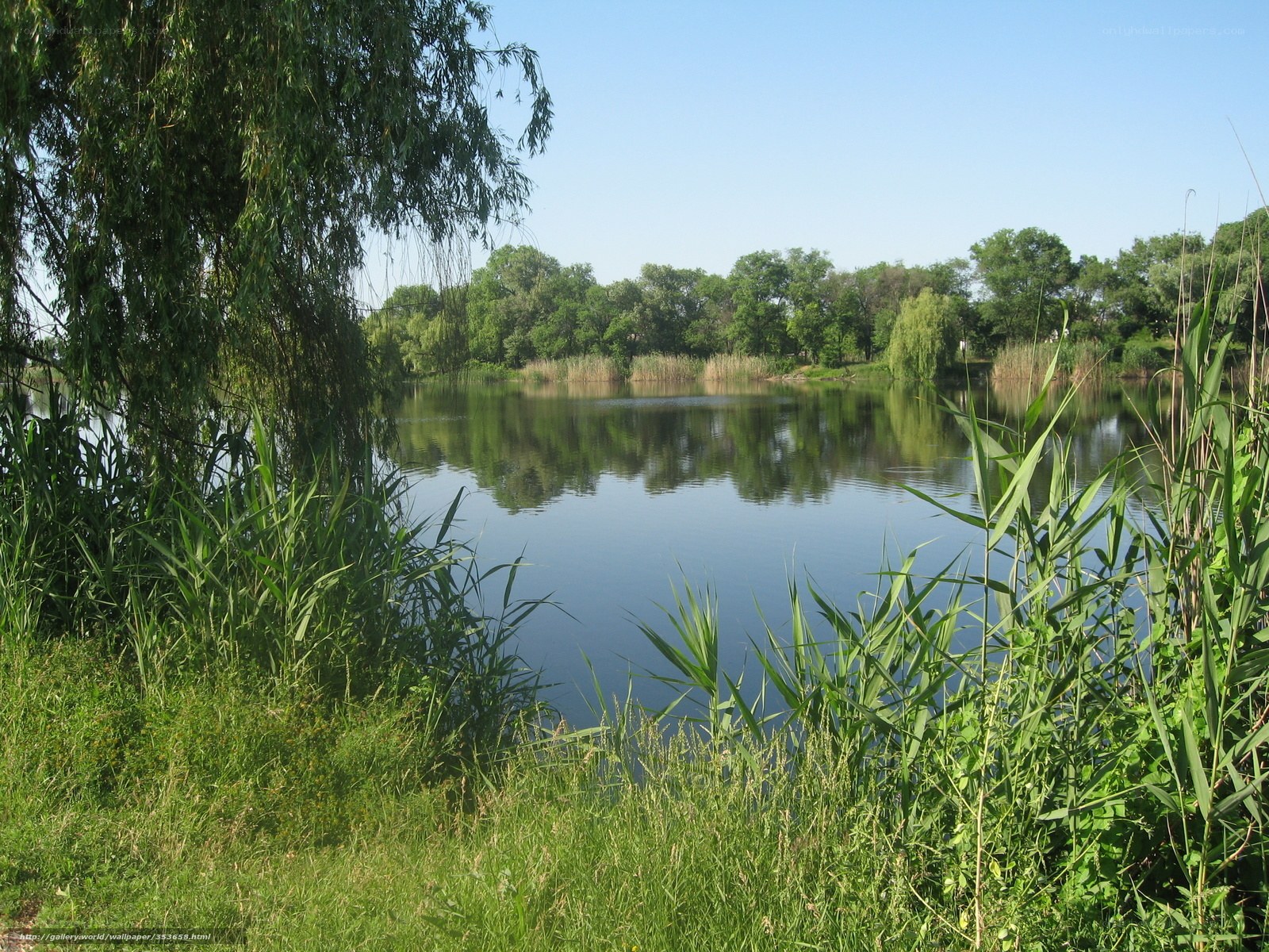 Calm lake with weeping willow