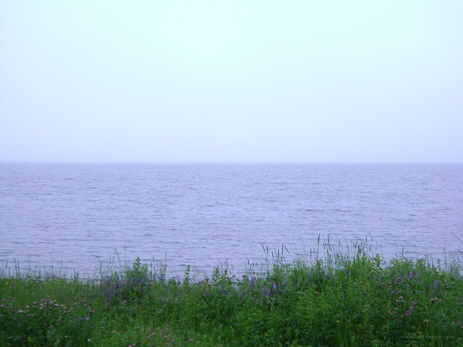 calm lake with wildflowers