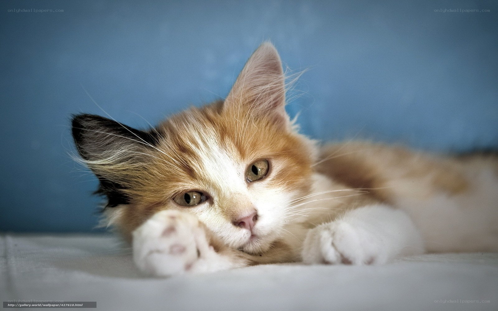 calm orange and white kitten