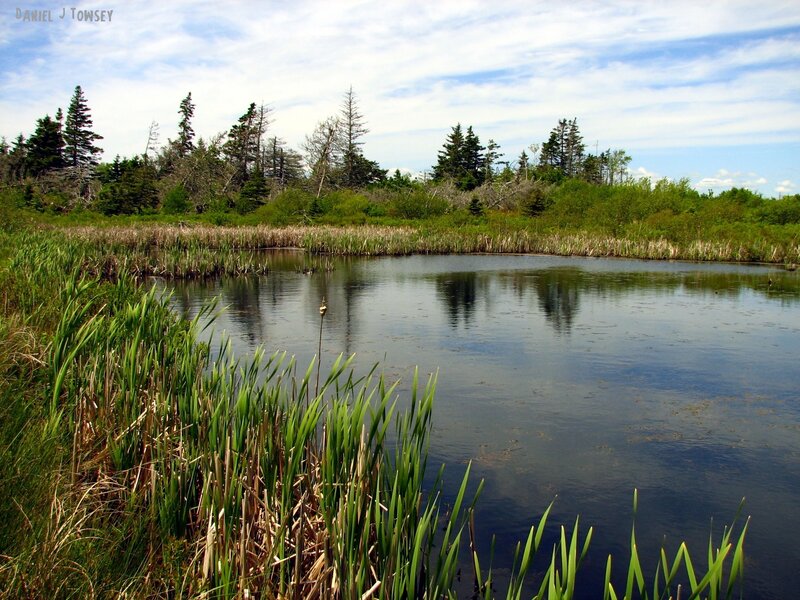 Calm pond in a forested wetland