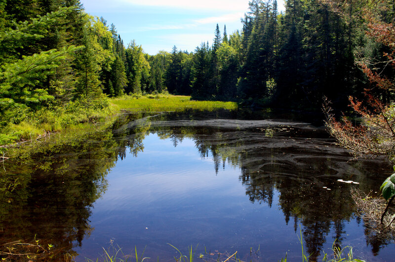 Calm Pond in Forest — Blue