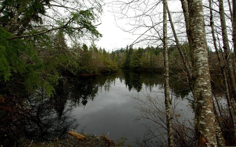 Calm Pond in Forest — Green, Serene