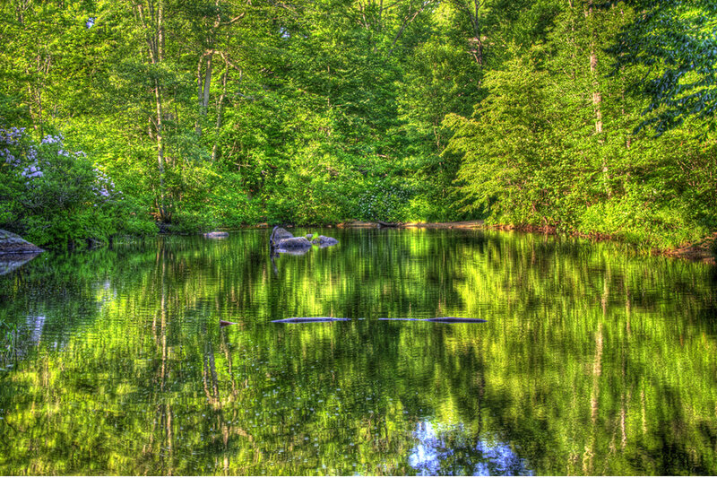 Calm Pond in Forest — Green