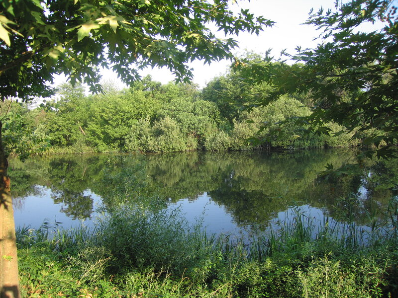Calm Pond in Forest