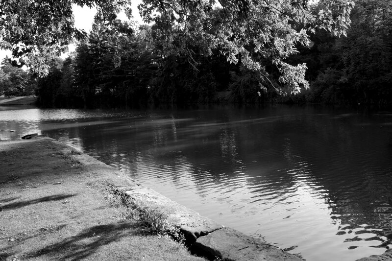 Calm Pond in Park