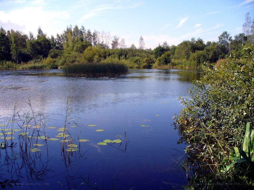 Calm pond with lily pads
