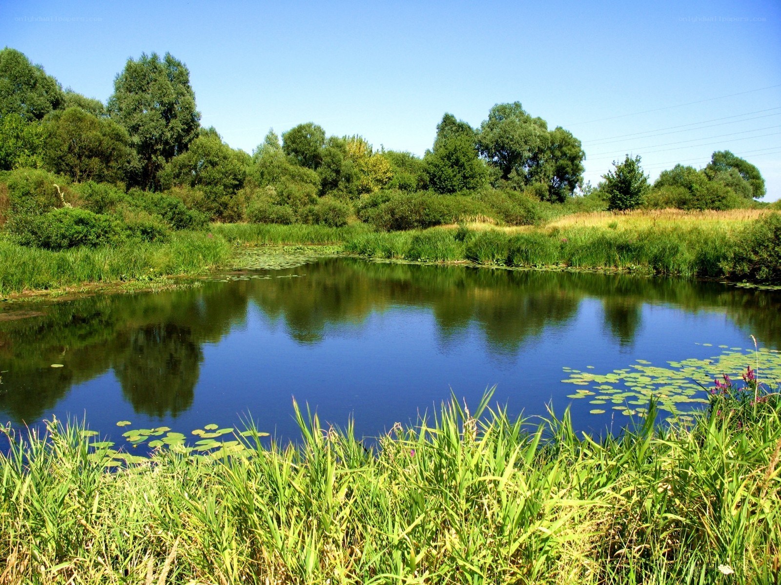 Calm pond with lily pads