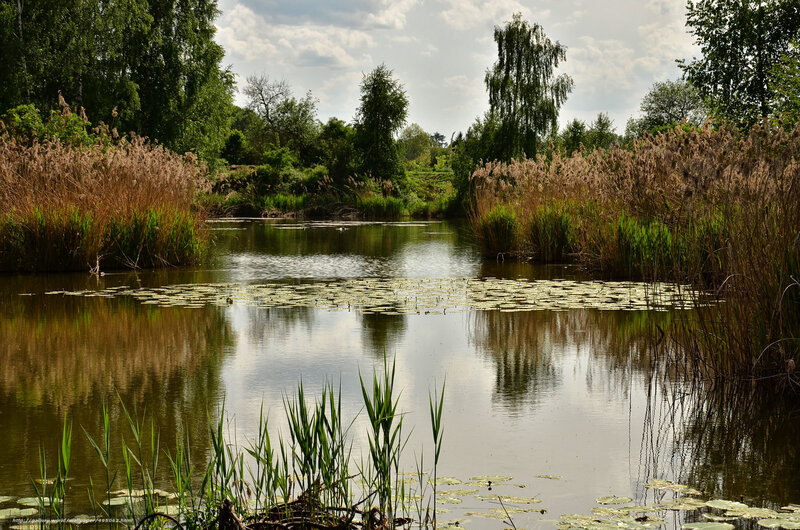 Calm pond with reeds and lily pads
