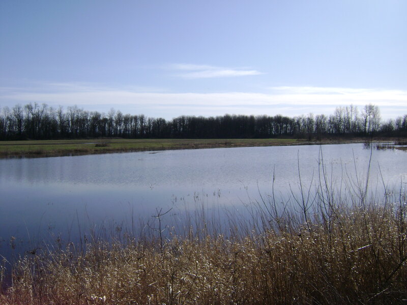 Calm pond with reeds and trees