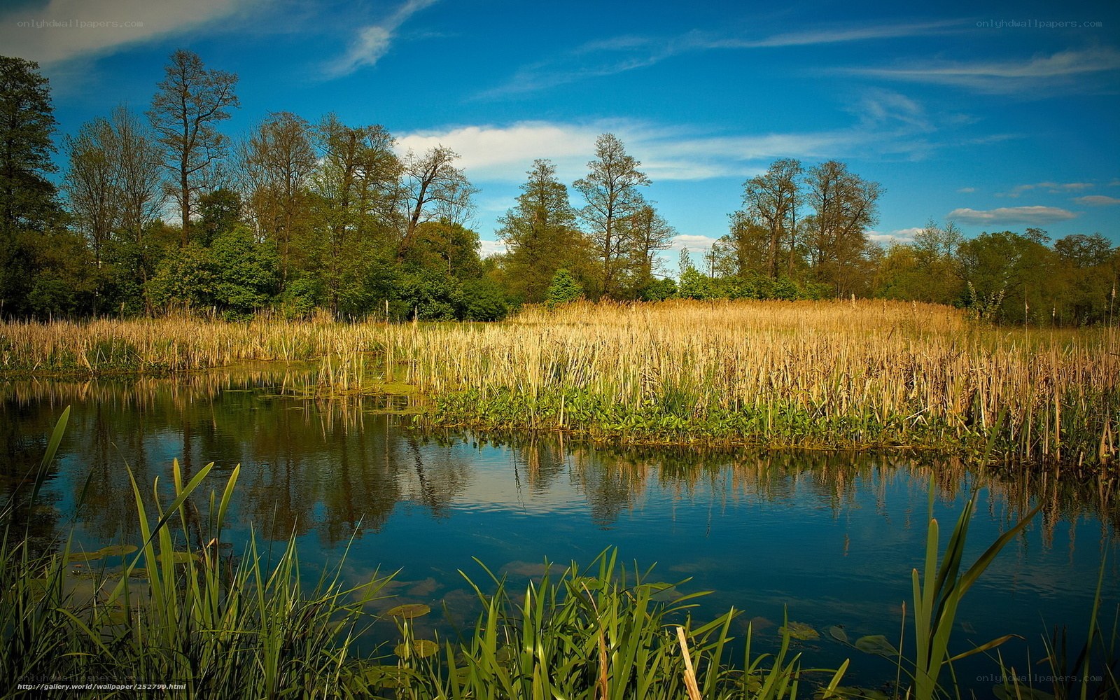 Calm pond with reeds and trees
